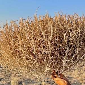 Tumbleweeds XL SIZE 2ft 20 x 24 Beautiful Full Tumbleweeds Hand Foraged Ethically Sourced All Natural Nevada High Desert Tumbleweeds image 7