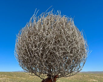 Tumbleweeds! Medium Size 12”-15” Beautiful Full Tumbleweeds Hand Foraged Ethically Sourced All Natural Nevada High Desert Tumbleweeds Medium