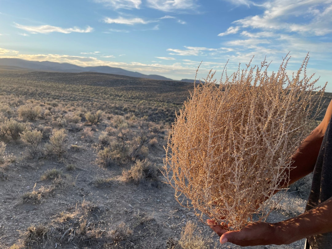 Large Tumbleweed Hand Foraged Natural Desert Tumbleweed Huge Etsy