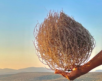 Tumbleweeds! Small Size 8”-10” Beautiful Full Tumbleweeds Hand Foraged Ethically Sourced All Natural Nevada High Desert Tumbleweeds