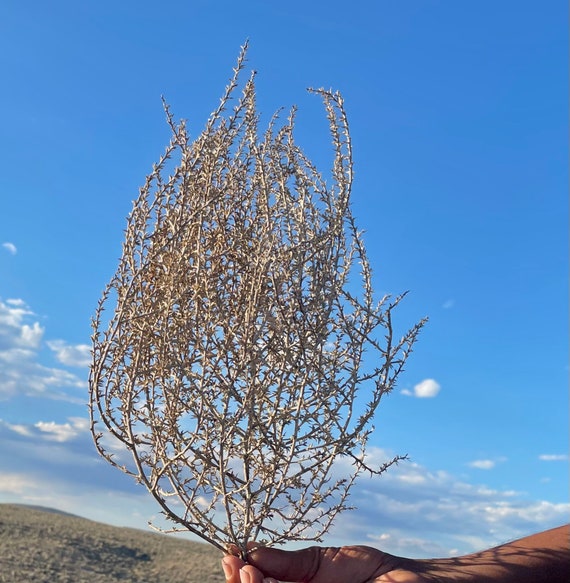 Baby Tumbleweeds (Buy Tumble weeds)