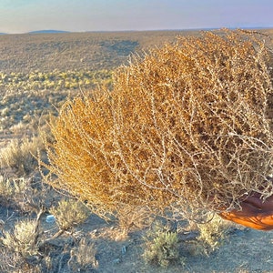 Tumbleweeds XL SIZE 2ft 20 x 24 Beautiful Full Tumbleweeds Hand Foraged Ethically Sourced All Natural Nevada High Desert Tumbleweeds image 9