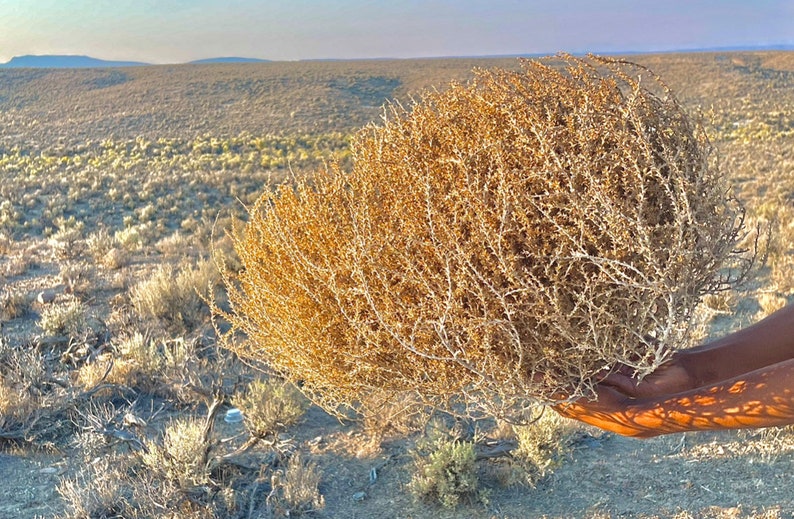 Tumbleweeds XL SIZE 2ft 20 x 24 Beautiful Full Tumbleweeds Hand Foraged Ethically Sourced All Natural Nevada High Desert Tumbleweeds image 9