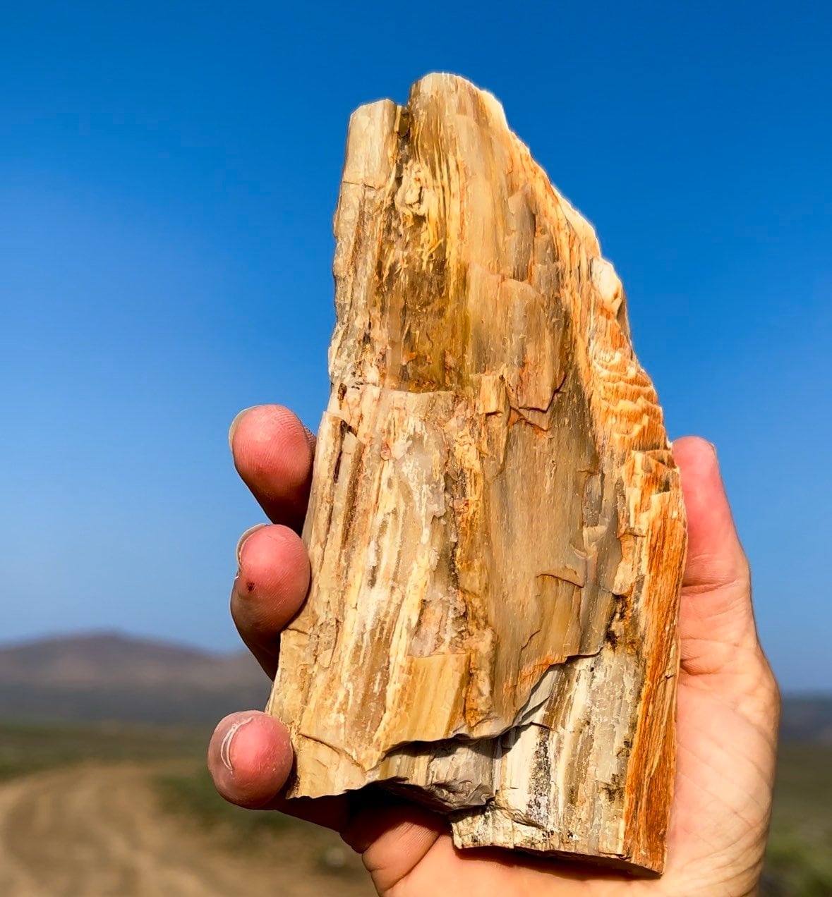 最高！キラキラ輝くパーミネラライズド珪化木！希少で美しい！倫理的に