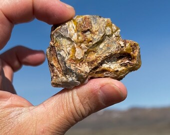 白いブドウ状珪化木！玉髄瑪瑙オパール 2 億年前の化石木、米国ネバダ