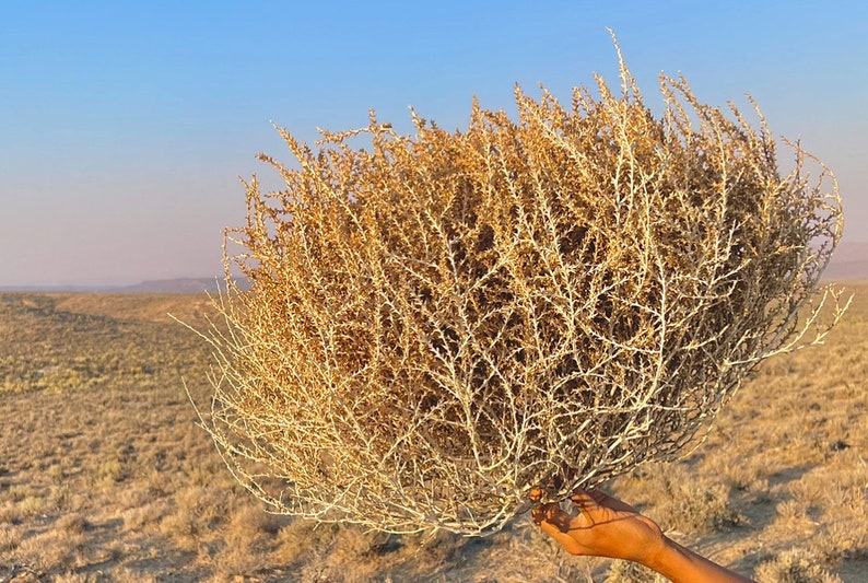 Tumbleweeds XL SIZE 2ft 20 x 24 Beautiful Full Tumbleweeds Hand Foraged Ethically Sourced All Natural Nevada High Desert Tumbleweeds image 10