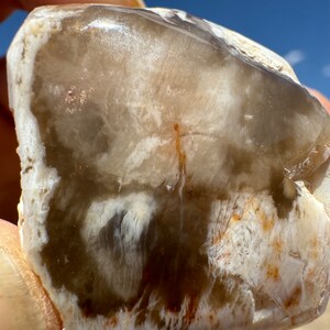 Petrified Wood Polished Round! Two Polished Sides Rare Limb Cast Agatized Petrified Wood With Incredible Vibrant Colors Patterns NV, USA!!