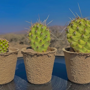 Live Cactus! Prickly Pear Cactus Plant! Ethically Sourced Hand Foraged Best Gift Prickly Pear Hearty Plant Desert Cactus Nevada, USA!!