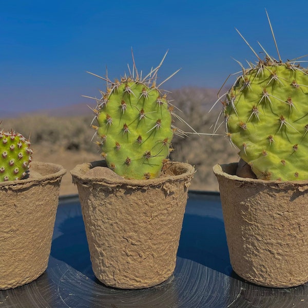 Lebender Kaktus! Feigenkaktuspflanze! Ethisch beschaffte handgesammelte, beste Geschenk-Feigenkaktus-Kaktus-Wüstenkaktus-Nevada, USA!!