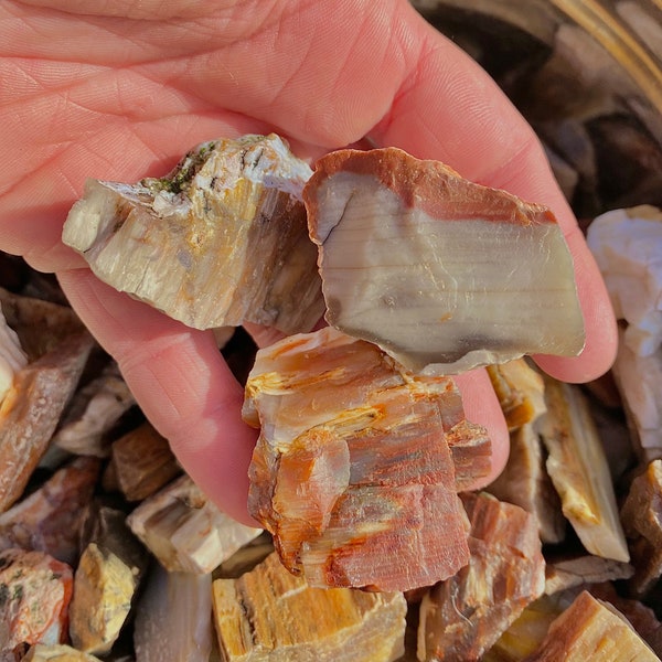 Wow! 5lbs 100pcs+ !! Incredible Rainbow Petrified Wood 1lb, 3lb, 5lb Bulk Tumble Ready Rare Agate Opal Petrified Wood Druzy Crystal