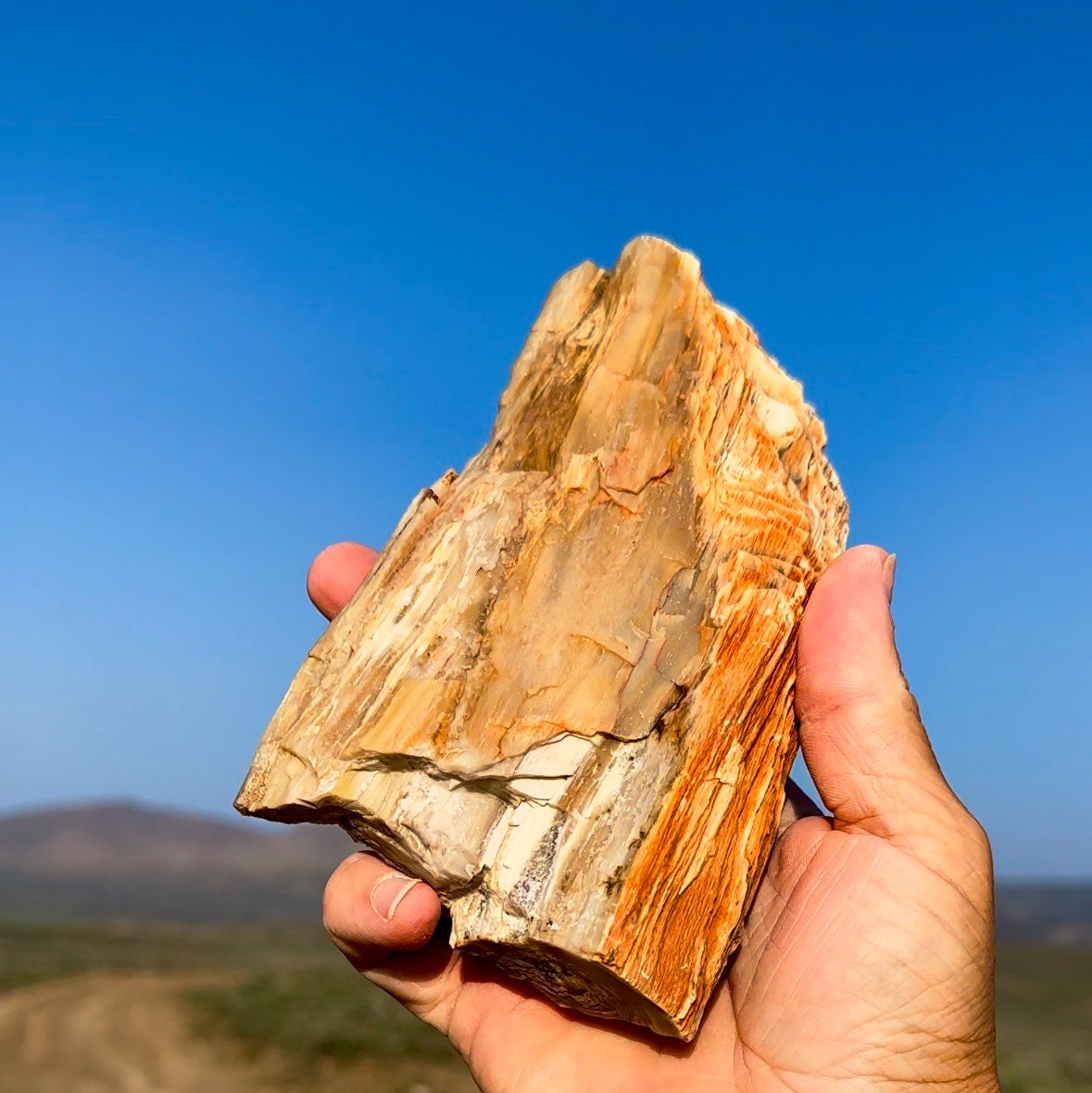 最高！キラキラ輝くパーミネラライズド珪化木！希少で美しい！倫理的に