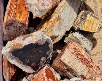 Rare PETRIFIED JUNIPER WOOD!! Wow Best Colors!! Nevada Petrified Wood Usa!! 15lbs Bulk Raw Petrified Juniper Wood Rainbow Opal Agate Fossil!