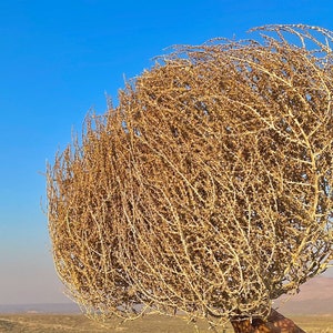 Tumbleweeds XL SIZE 2ft 20 x 24 Beautiful Full Tumbleweeds Hand Foraged Ethically Sourced All Natural Nevada High Desert Tumbleweeds image 3