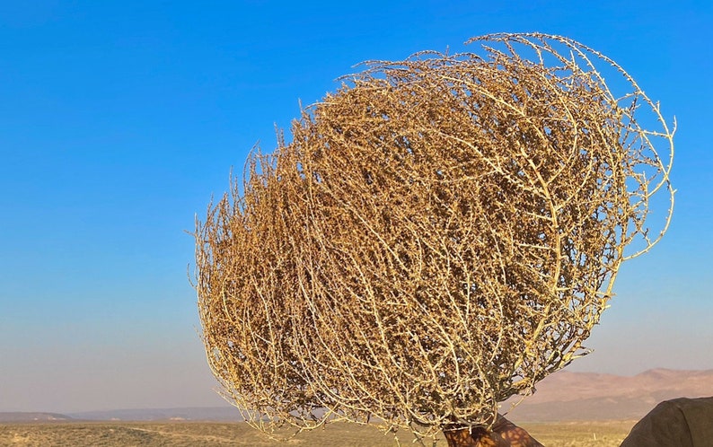 Tumbleweeds XL SIZE 2ft 20 x 24 Beautiful Full Tumbleweeds Hand Foraged Ethically Sourced All Natural Nevada High Desert Tumbleweeds image 3