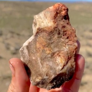 Medium Druzy Agate Opal Petrified Wood Crystal Beautiful Rare Druzy Vein Inside Agatized Opalized Petrified Wood Collector Mineral