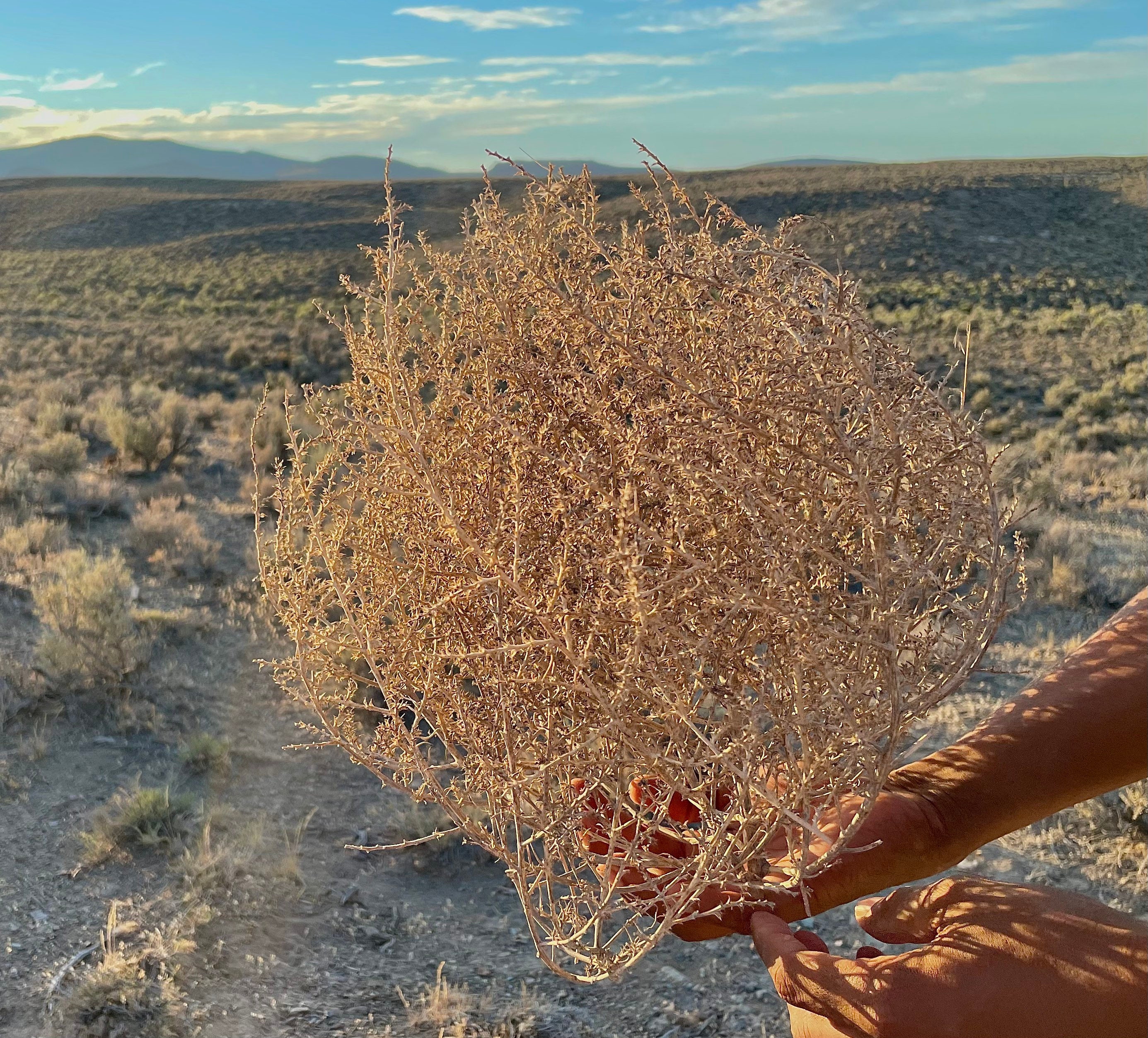 Extra Large Tumbleweed Natural Desert Tumbleweeds Huge Size 