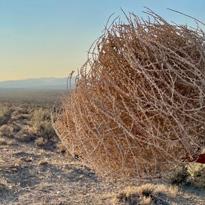 Tumbleweeds Best & FULL XL Large Medium Small Tumbleweeds Hand Foraged Natural Desert Tumbleweed Ethically Sourced USA Random Selection image 10