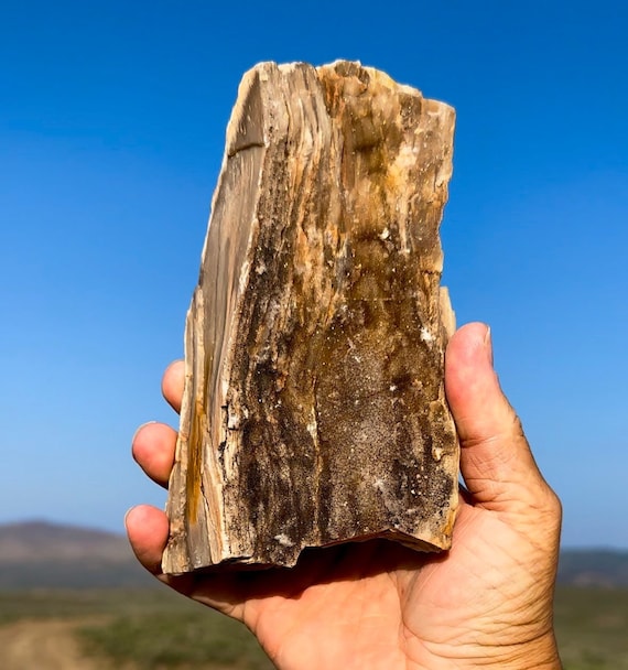 最高！キラキラ輝くパーミネラライズド珪化木！希少で美しい！倫理的に