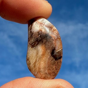 AAA+ Petrified Wood Cabochon: Polished Opal Agate from Nevada