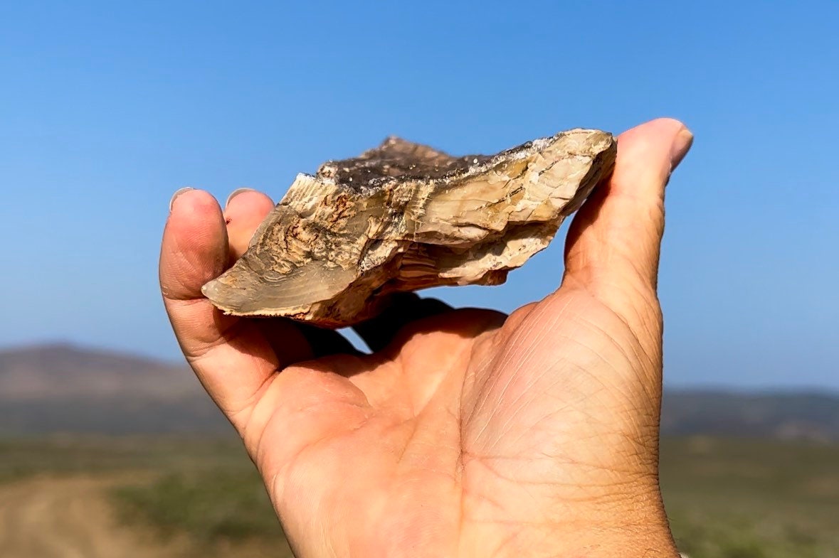 最高！キラキラ輝くパーミネラライズド珪化木！希少で美しい！倫理的に