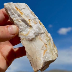 Glittering Druzy White Orange Petrified Wood Rare Beautiful !! Ethically Sourced Glittering 200 Million Year Old Fossil Wood USA Medium Size