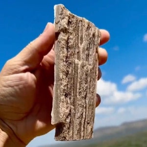 SPARKLING!! Permineralized Petrified Wood!! Rare Beautiful !! Ethically Sourced Crystal Glittering  Millions Year Old Fossil Wood Large Size