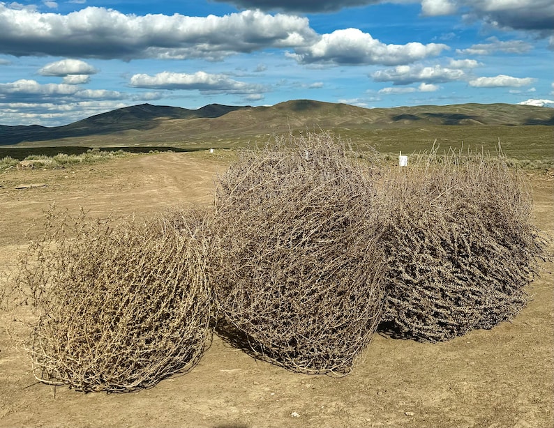 Tumbleweed Rising Tumbleweeds! MASSIVE SIZE! 30”+!! Wow! Beautiful Full Tumbleweeds Hand ...