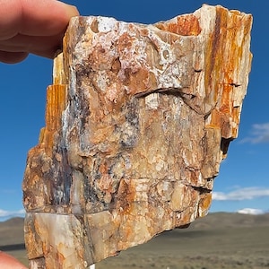 Petrified Wood 1lb+ Sparkling Micro Crystal Covered! RARE Pink Blue Chalcedony Druzy Crystal Beautiful Rare Ethically Sourced Glittering USA