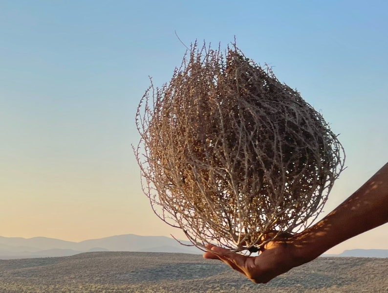 Tumbleweeds Best & FULL XL Large Medium Small Tumbleweeds Hand Foraged Natural Desert Tumbleweed Ethically Sourced USA Random Selection image 9