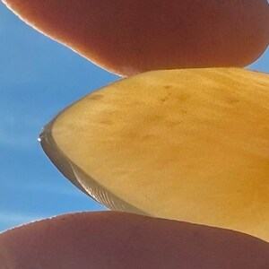 Petrified Wood Cabochon! Highest Grade AAA+ Rare! Stunning Polished High Dome Opal Agate Petrified Wood From Nevada,US Champage Opal Wood!