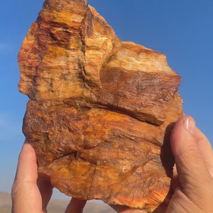 6Lbs+!! Best Deal!! HUGE SPARKLING!! Highly Agatized Petrified Wood Rare! Druzy Crystal Covered Rainbow Petrified Wood! Museum Quality USA