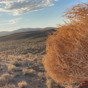 Tumbleweeds XL SIZE 2ft 20 x 24 Beautiful Full Tumbleweeds Hand Foraged Ethically Sourced All Natural Nevada High Desert Tumbleweeds image 8