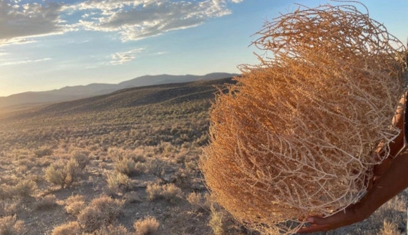 Tumbleweeds XL SIZE 2ft 20 x 24 Beautiful Full Tumbleweeds Hand Foraged Ethically Sourced All Natural Nevada High Desert Tumbleweeds image 8