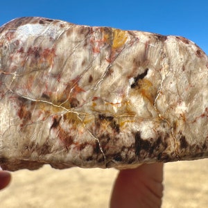 Petrified Wood STUNNING Large! Single Polished Side Rare Fossil Wood Opalized Agatized Petrified Wood With Sparkling Crystal Druzy NV, USA