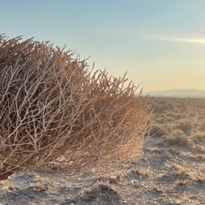 Tumbleweeds Best & FULL XL Large Medium Small Tumbleweeds Hand Foraged Natural Desert Tumbleweed Ethically Sourced USA Random Selection image 5