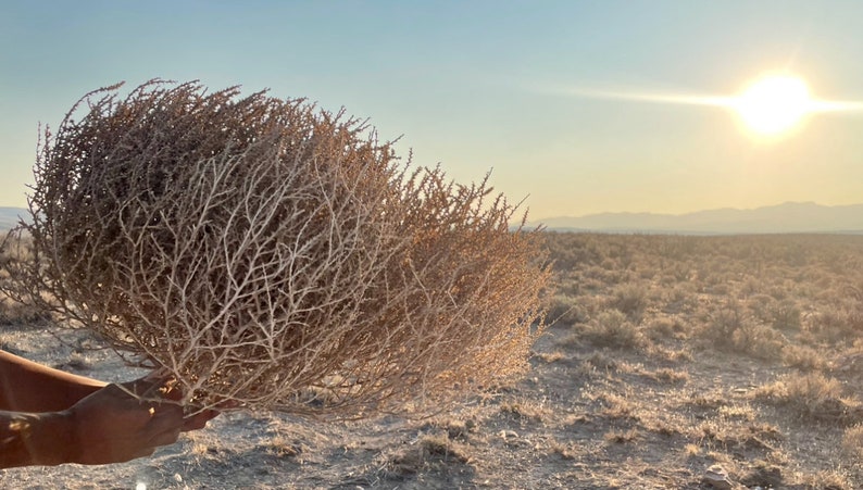 Tumbleweeds Best & FULL XL Large Medium Small Tumbleweeds Hand Foraged Natural Desert Tumbleweed Ethically Sourced USA Random Selection image 5