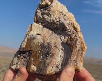 Over 3lbs+ WOW!! Best Petrified Opal Agate Wood HUGE! Extremely Rare Charcoal Black Crystal Petrified Wood Museum Quality Mineral Specimen