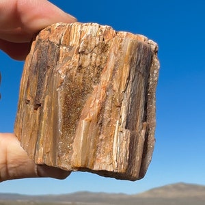 Petrified Wood Druzy Crystal Covered! Sparkling Druzy Crystal Beautiful Rare Ethically Sourced Glittering Million Year Old Fossil Wood USA!