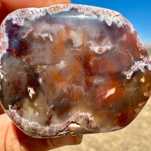 Petrified Wood Polished Round! Single Polished Side Rare Fossil Wood Agatized Petrified Wood With Incredible Vibrant Colors Patterns NV, USA