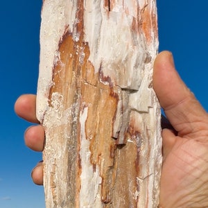 Petrified Wood Sparkling Micro Crystal Covered!  Druzy Crystal Beautiful Rare Ethically Sourced Glittering Million Year Old Fossil Wood USA!