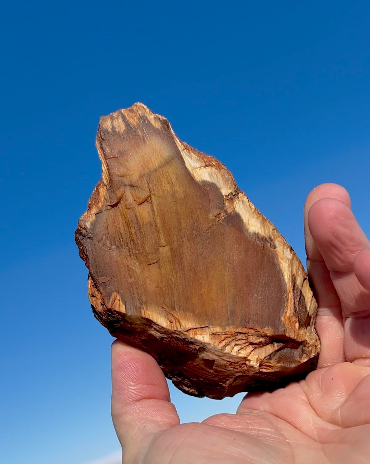 Large! Stunning Patterns!! Petrified Wood Quartz Druzy Crystal