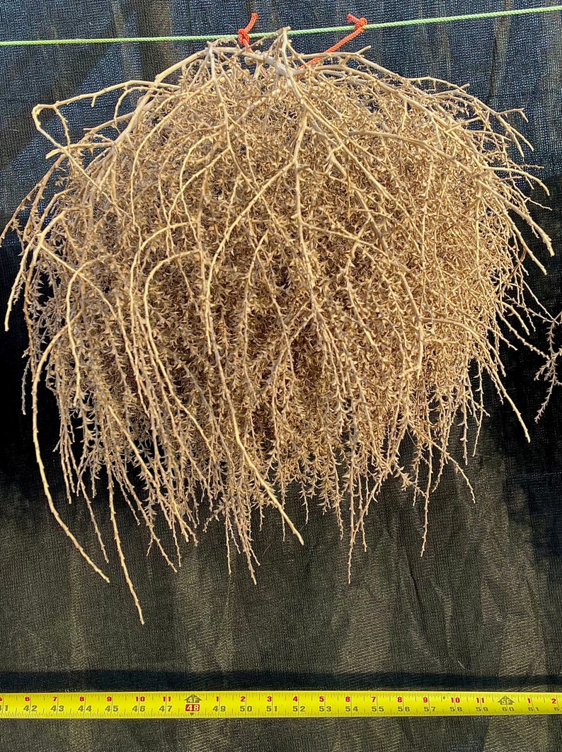 Tumbleweeds Best & FULL XL Large Medium Small Tumbleweeds Hand Foraged Natural Desert Tumbleweed Ethically Sourced USA Random Selection image 3