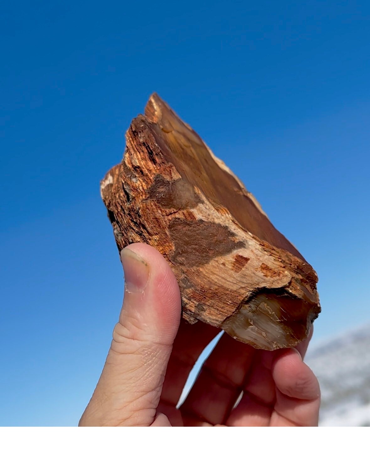Large! Stunning Patterns!! Petrified Wood Quartz Druzy Crystal
