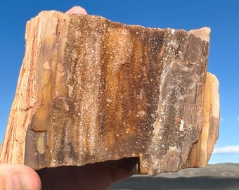 May include: A piece of petrified wood, showcasing a variety of colors including browns, tans, and hints of red. The wood's grain and texture are clearly visible, with areas of crystalline deposits. The specimen is held against a backdrop of a blue sky and distant landscape.