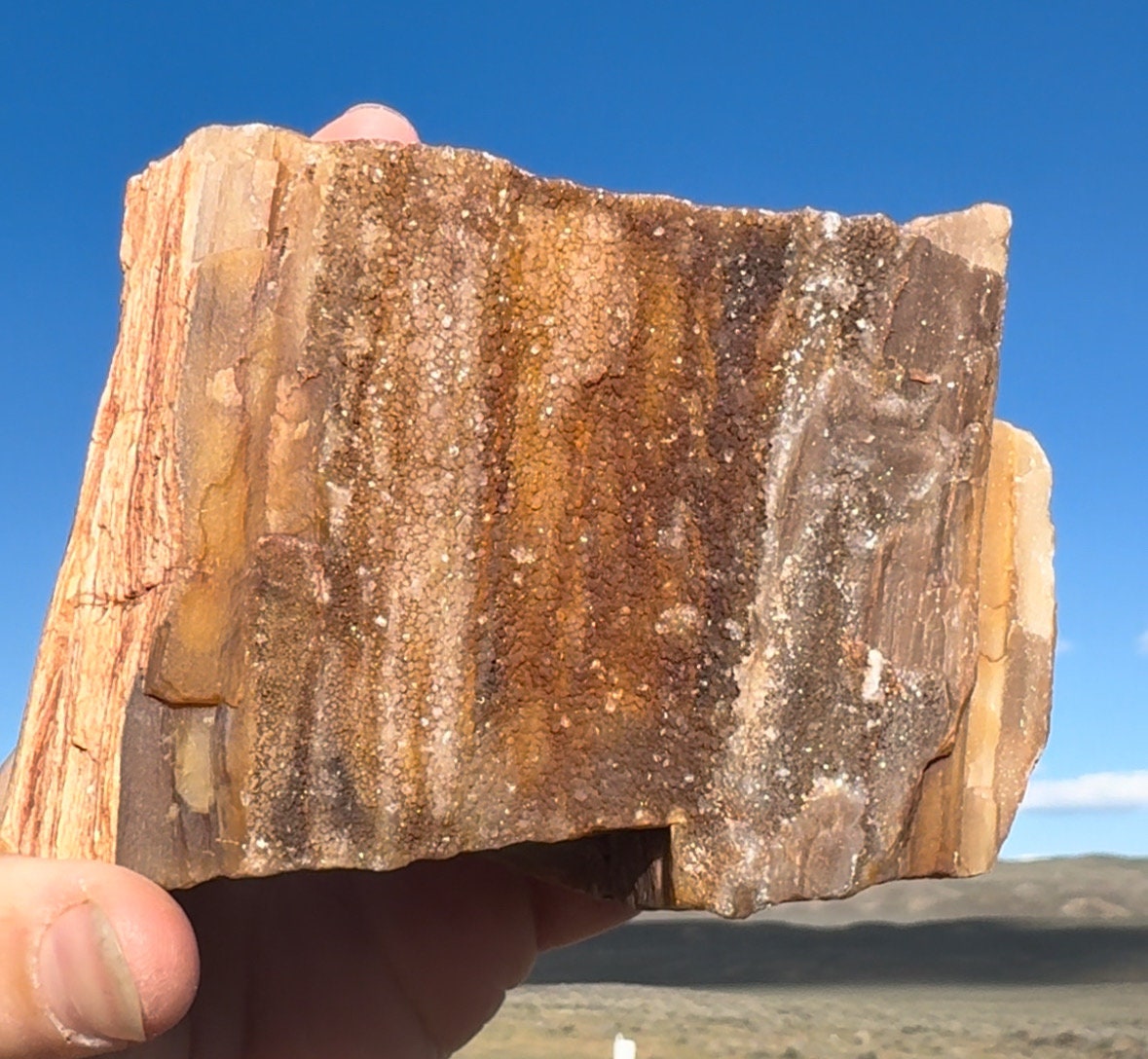 Petrified Wood 2lbs! Sparkling Completely Silicated Druzy Crystal