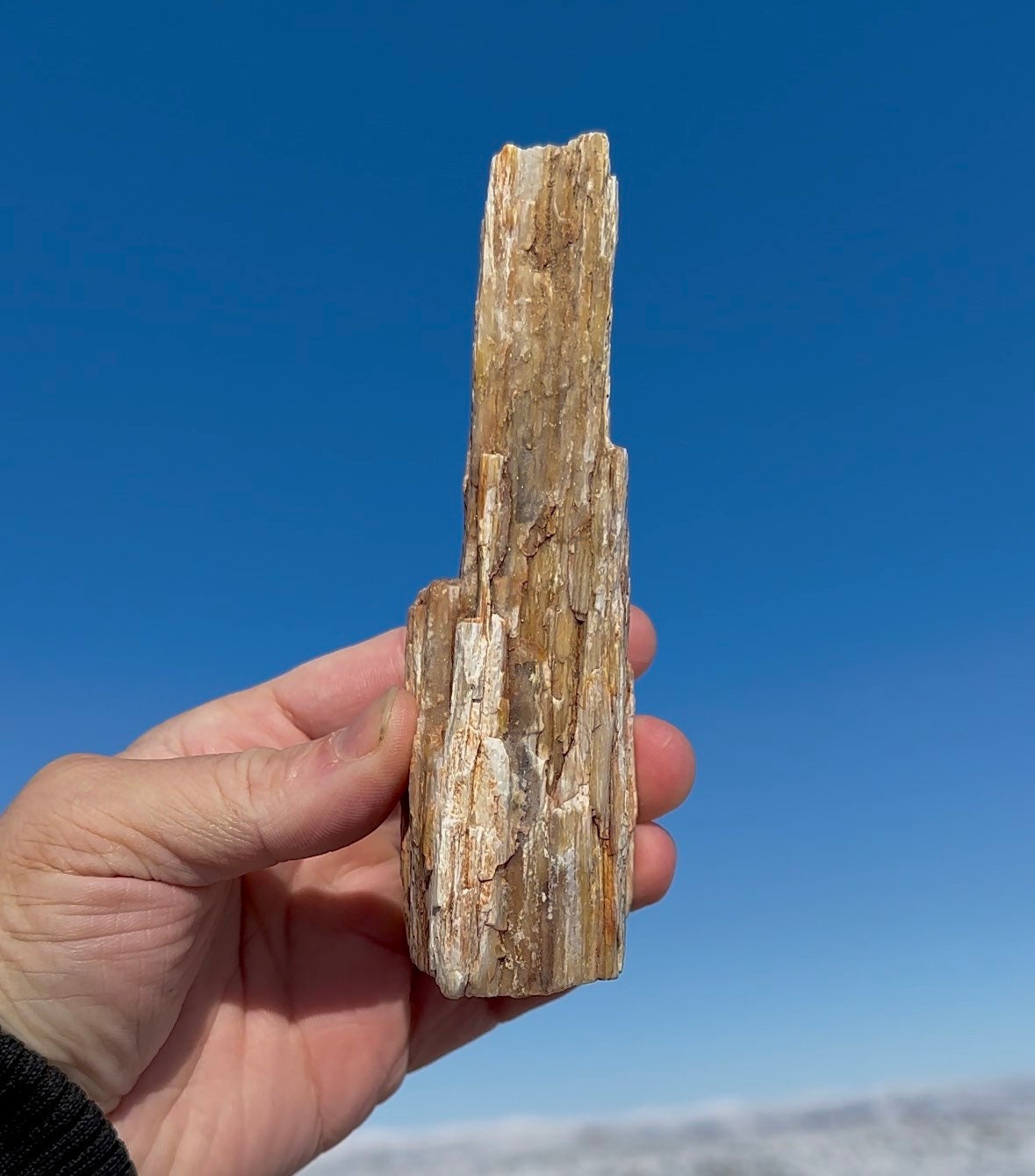SPARKLING!! Druzy Petrified Wood Quartz Druzy Crystal Covered