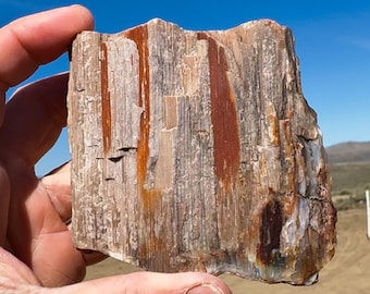 May include: A piece of petrified wood with a rough, textured surface. The wood displays vertical grain patterns with streaks of reddish-brown and tan hues. The specimen is held against a clear blue sky background.