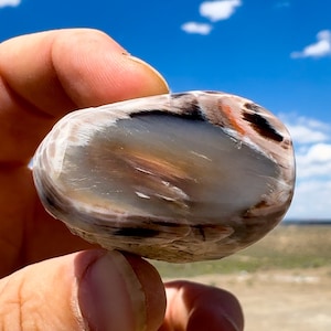 Petrified Wood Polished Round! Single Polished Side Rare Limb Cast Agatized Petrified Wood With Incredible Vibrant Colors Patterns NV, USA!!