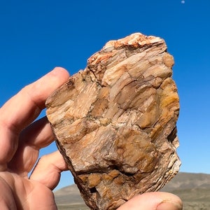 Petrified Wood Sparkling Completely Crystal Covered!! Druzy Crystal Beautiful Rare Ethically Sourced Glittering Million Year Old Fossil USA!