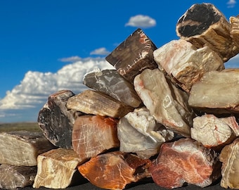 All Sizes! Polished Petrified Wood Slab Free Standing Tower! You Choose Size! Mirror Finish High Polish Incredible Colors Rare Fossil! USA!